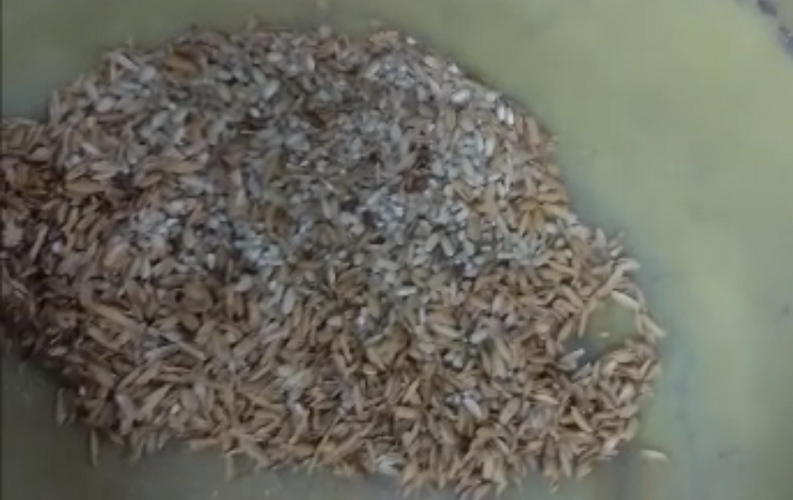 lien vidéo décorticage de riz